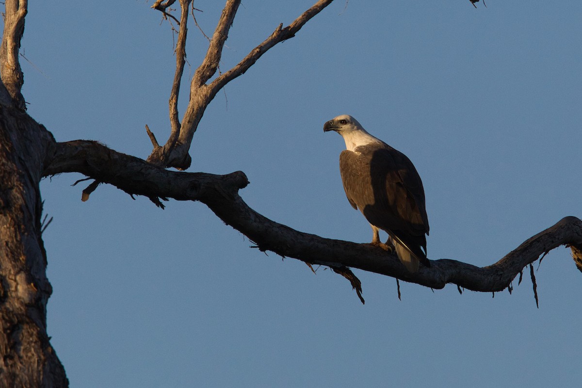 White-bellied Sea-Eagle - ML632036857