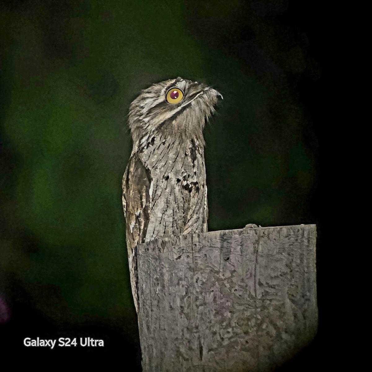 Northern Potoo (Middle American) - ML632037011