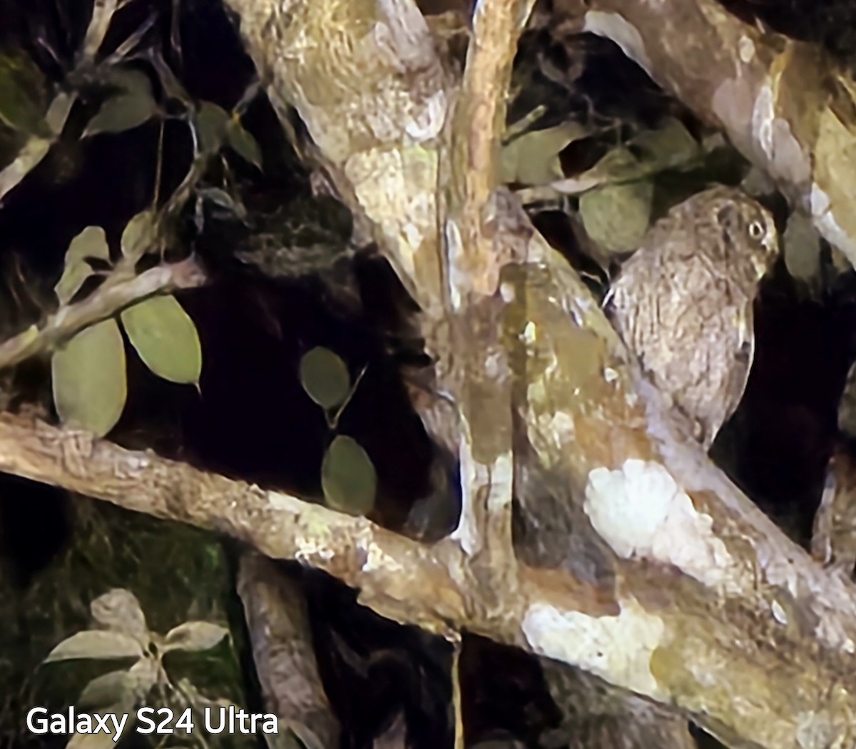Middle American Screech-Owl (Middle American) - ML632037027