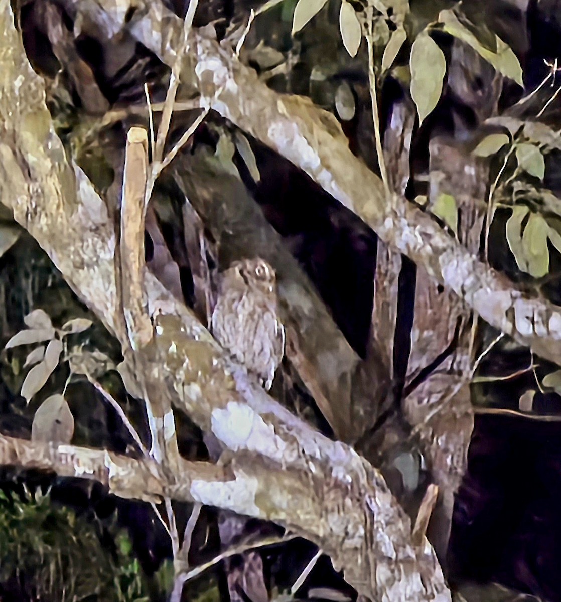 Middle American Screech-Owl (Middle American) - ML632037028