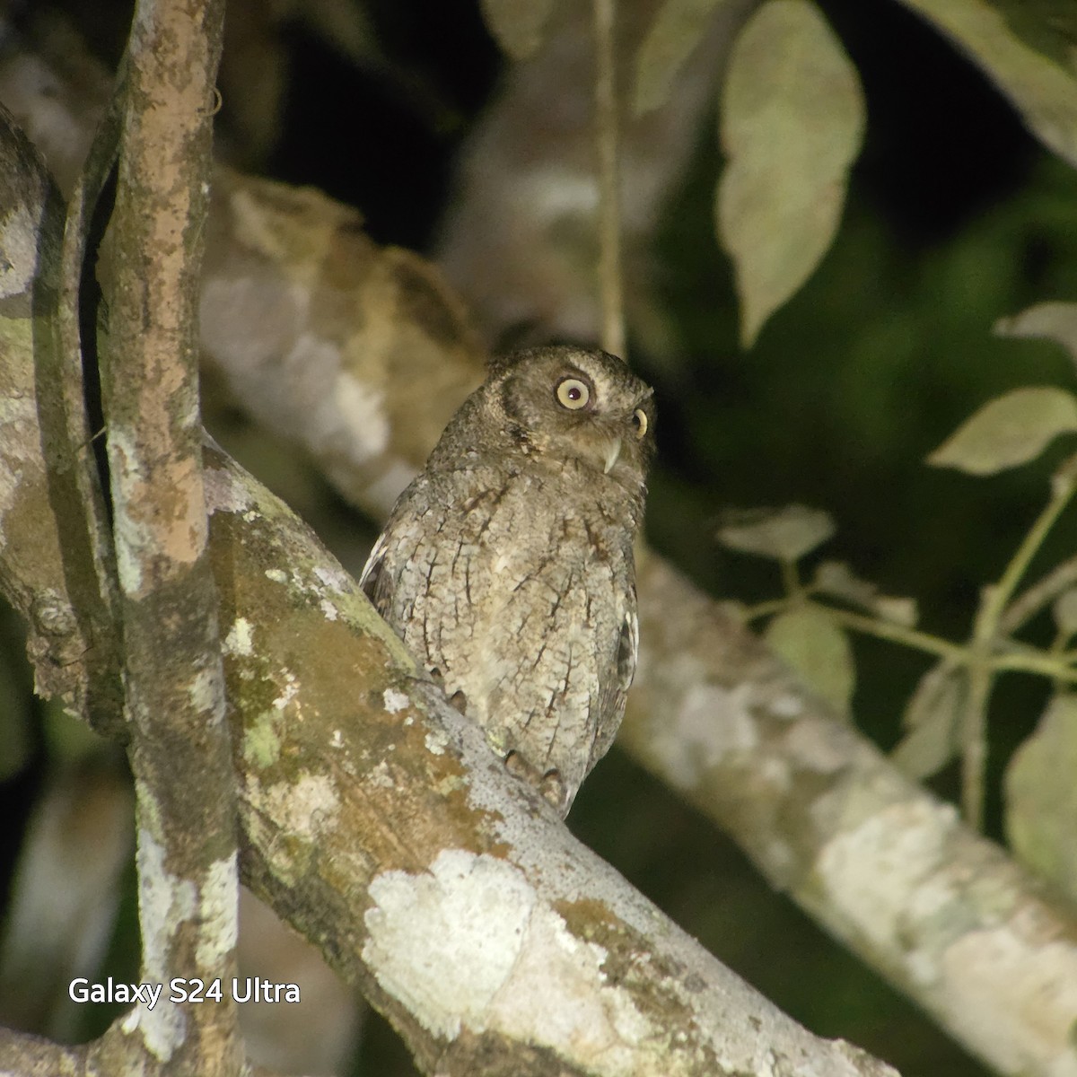 Middle American Screech-Owl (Middle American) - ML632037029