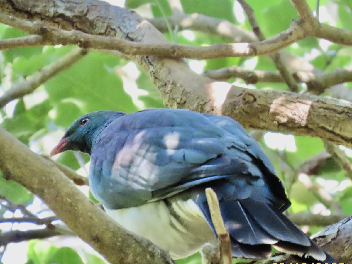 New Zealand Pigeon - ML632037052