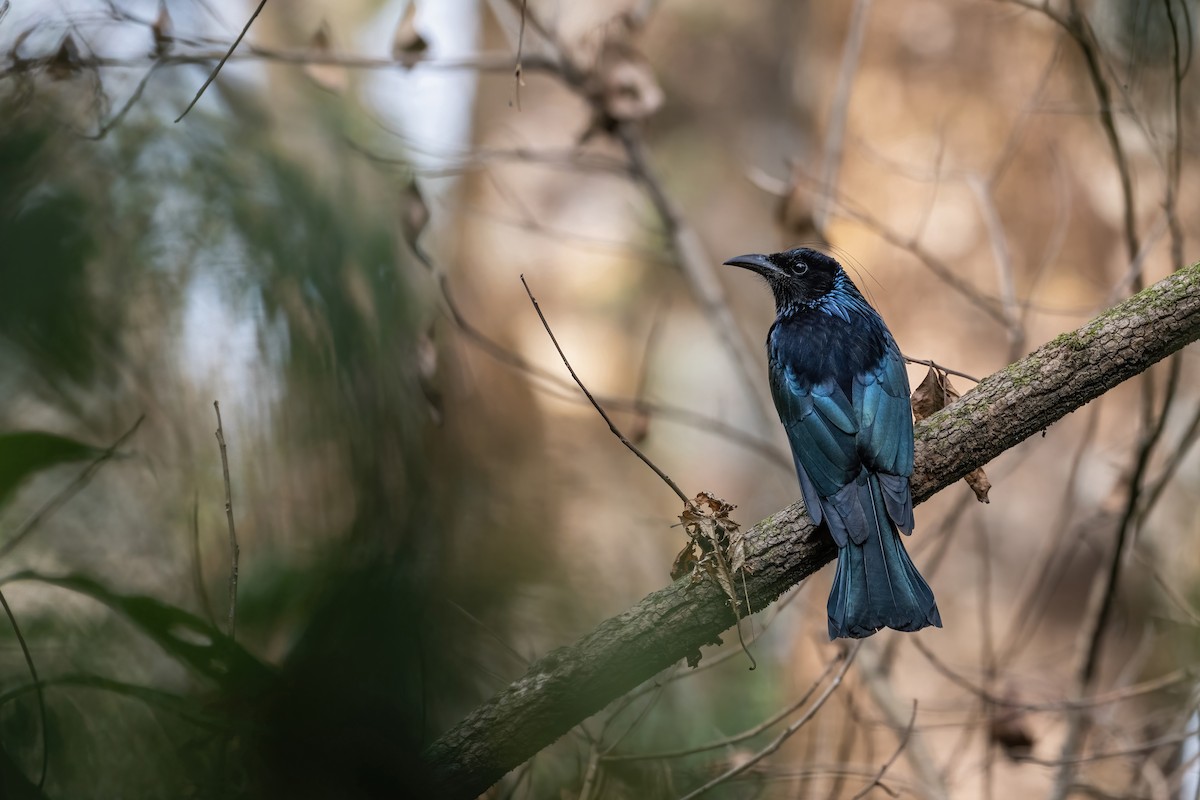 Hair-crested Drongo - ML632037058