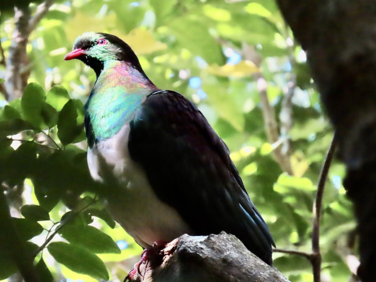 New Zealand Pigeon - ML632037099