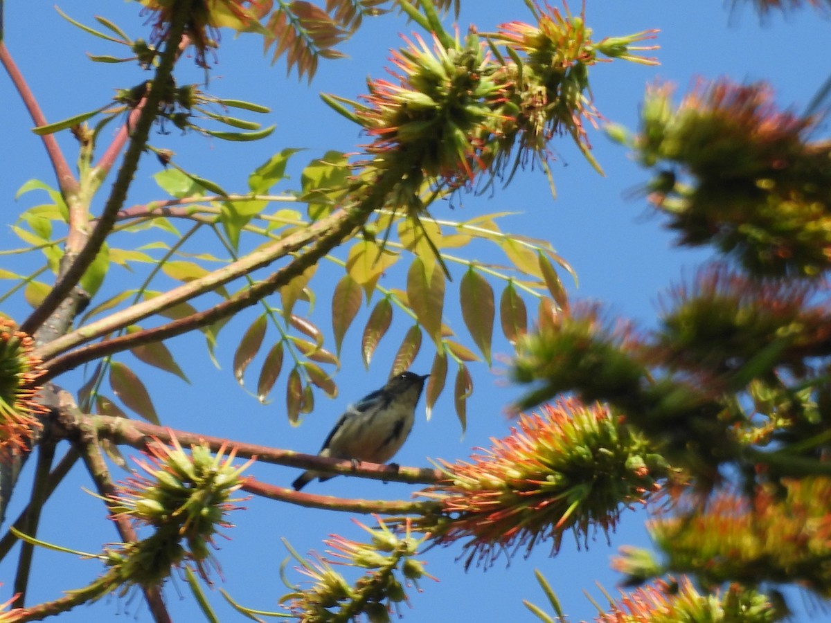 Cambodian Flowerpecker - ML632037120
