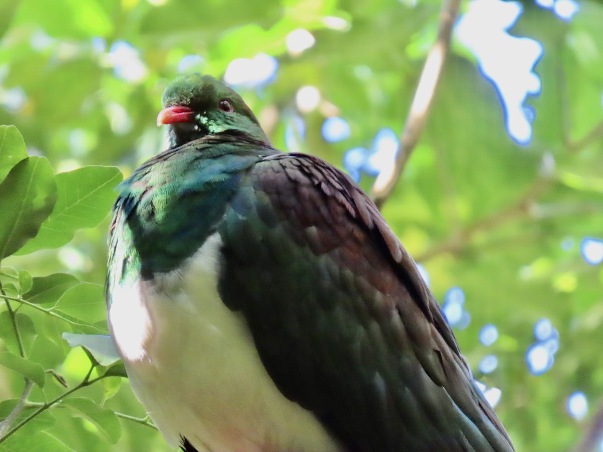 New Zealand Pigeon - ML632037126