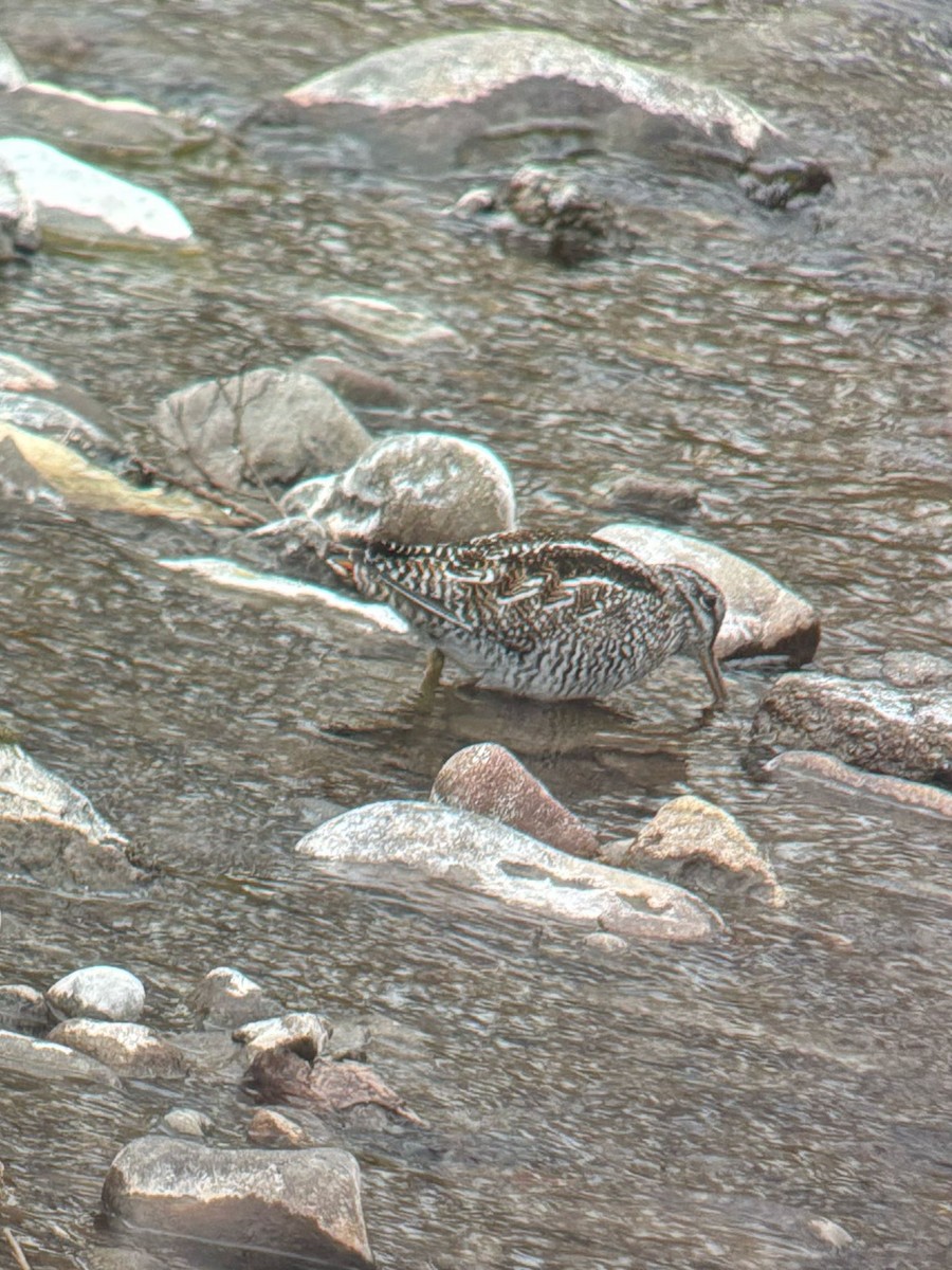 Solitary Snipe - ML632037147