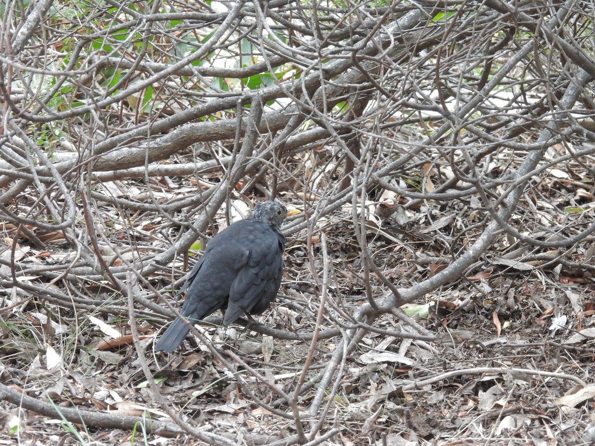 Eurasian Blackbird - ML632037213