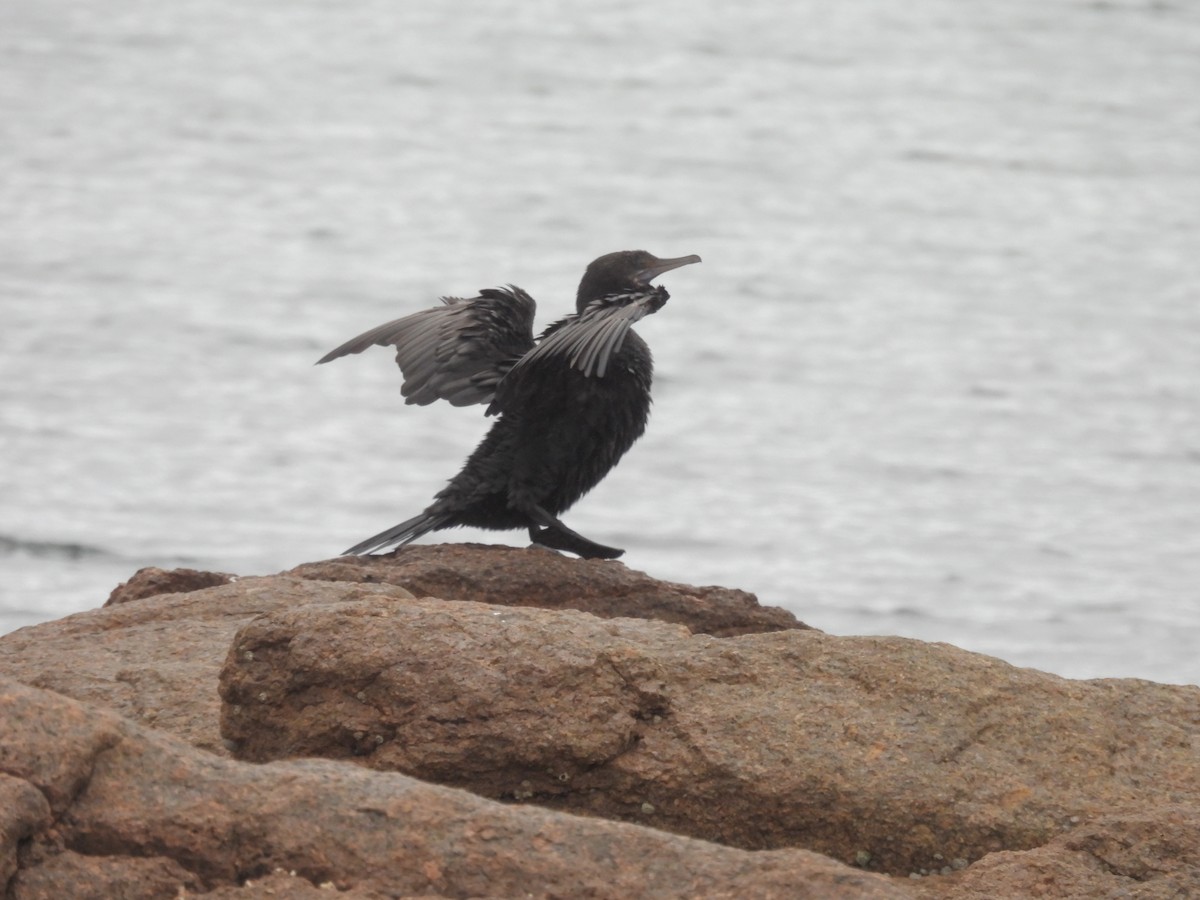 Little Black Cormorant - ML632037239