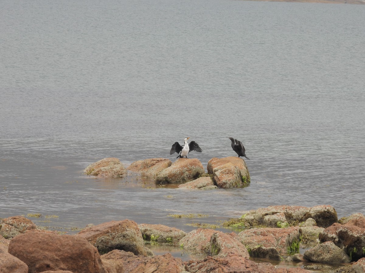 Little Pied Cormorant - ML632037292