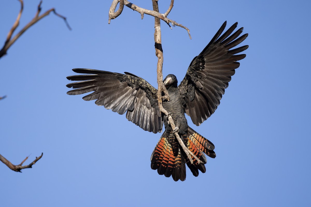 Red-tailed Black-Cockatoo - ML632038022