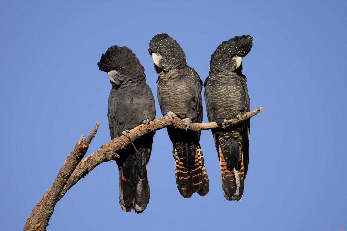 Red-tailed Black-Cockatoo - ML632038023