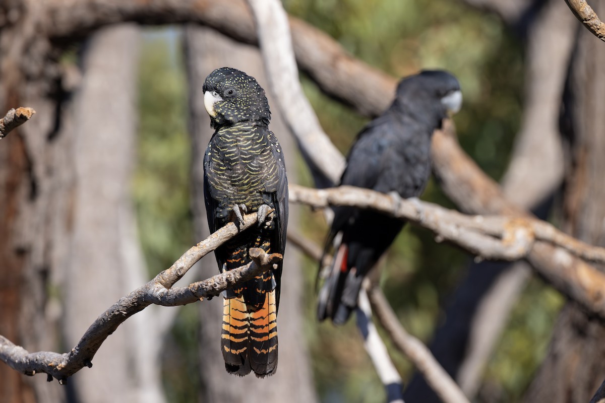 Red-tailed Black-Cockatoo - ML632038024