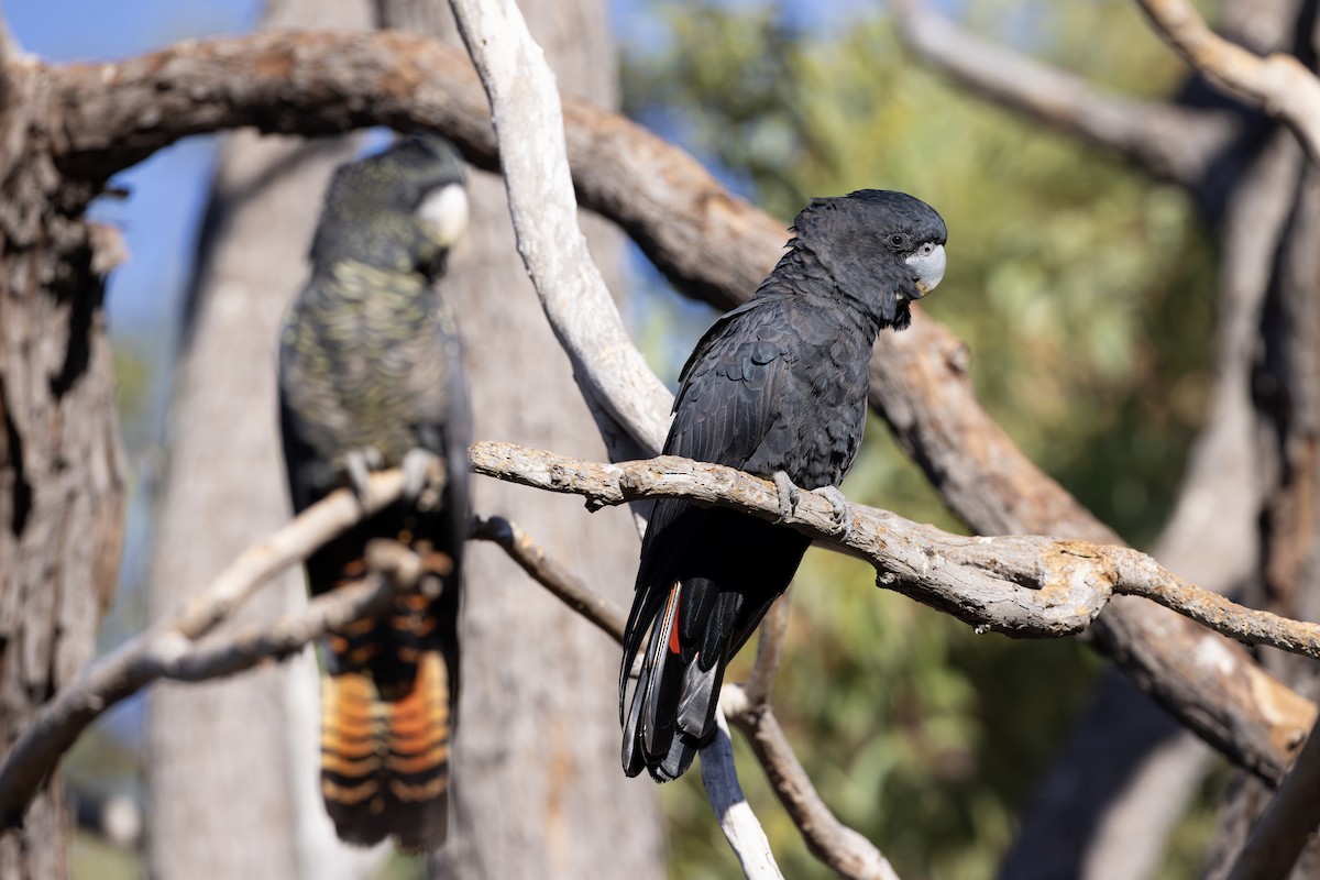 Red-tailed Black-Cockatoo - ML632038025