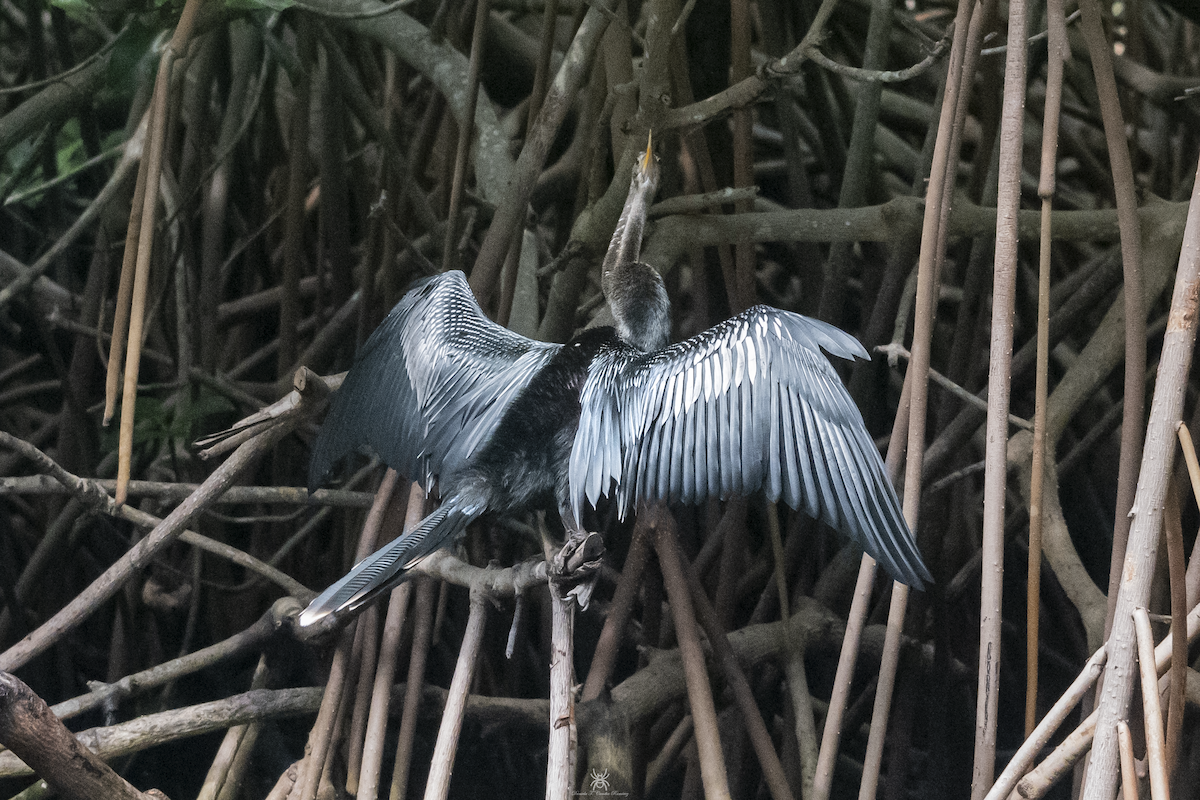 Anhinga - ML632038494