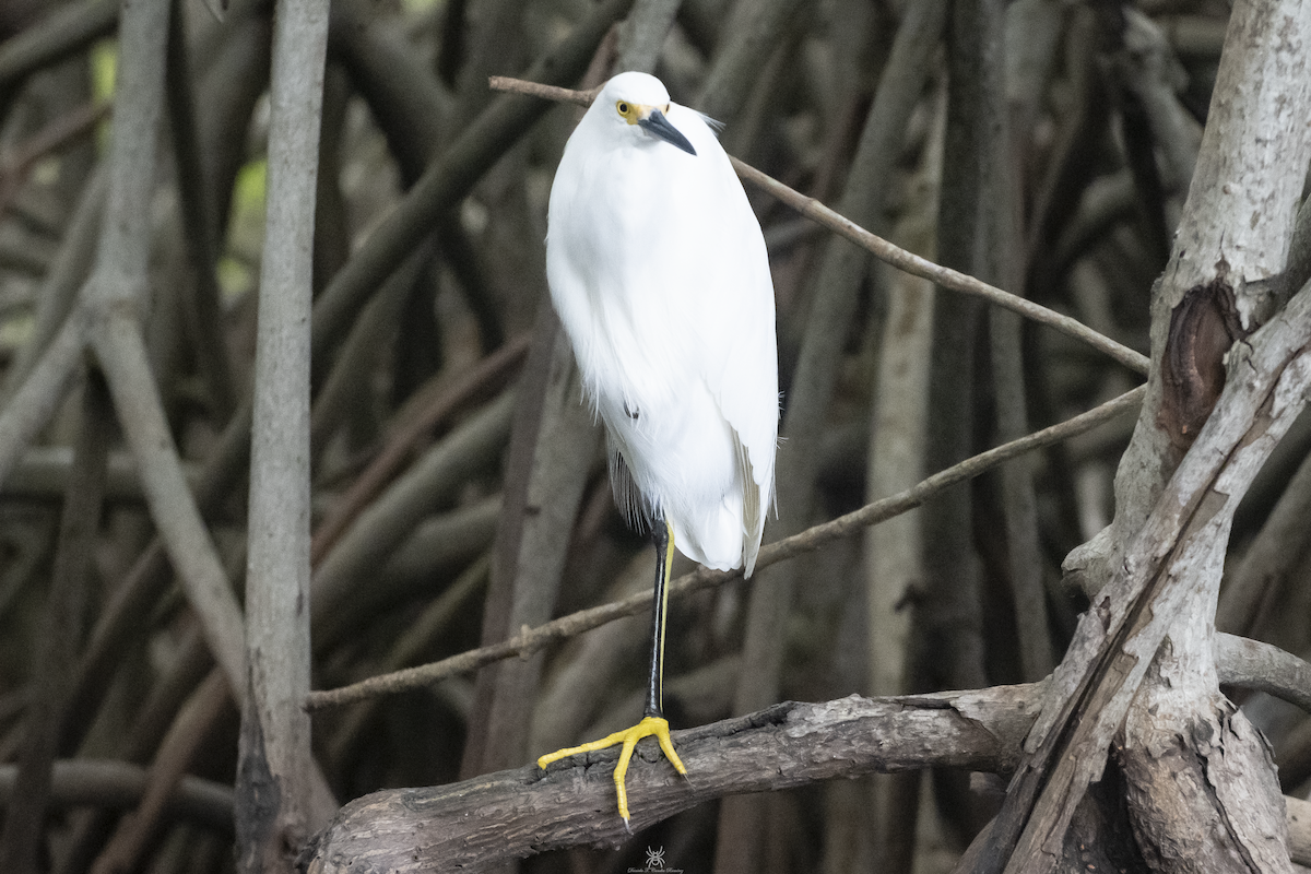 Snowy Egret - ML632038508