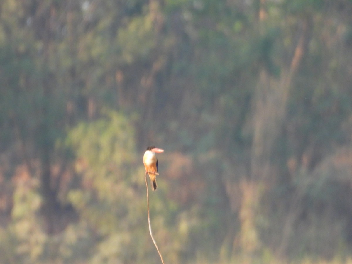 Black-capped Kingfisher - ML632038572