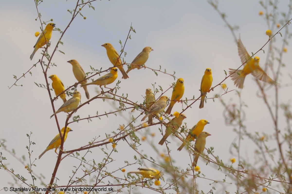 Arabian Golden Sparrow - ML632038602