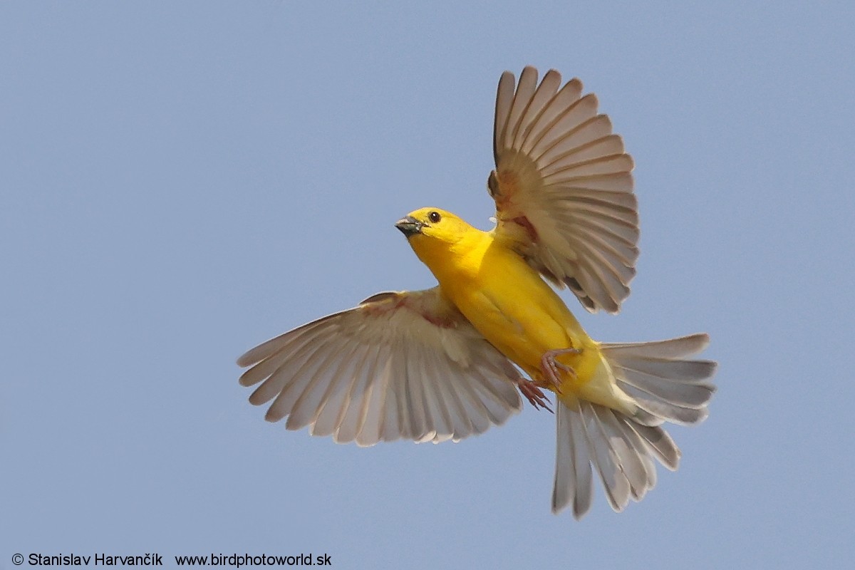 Arabian Golden Sparrow - ML632038604