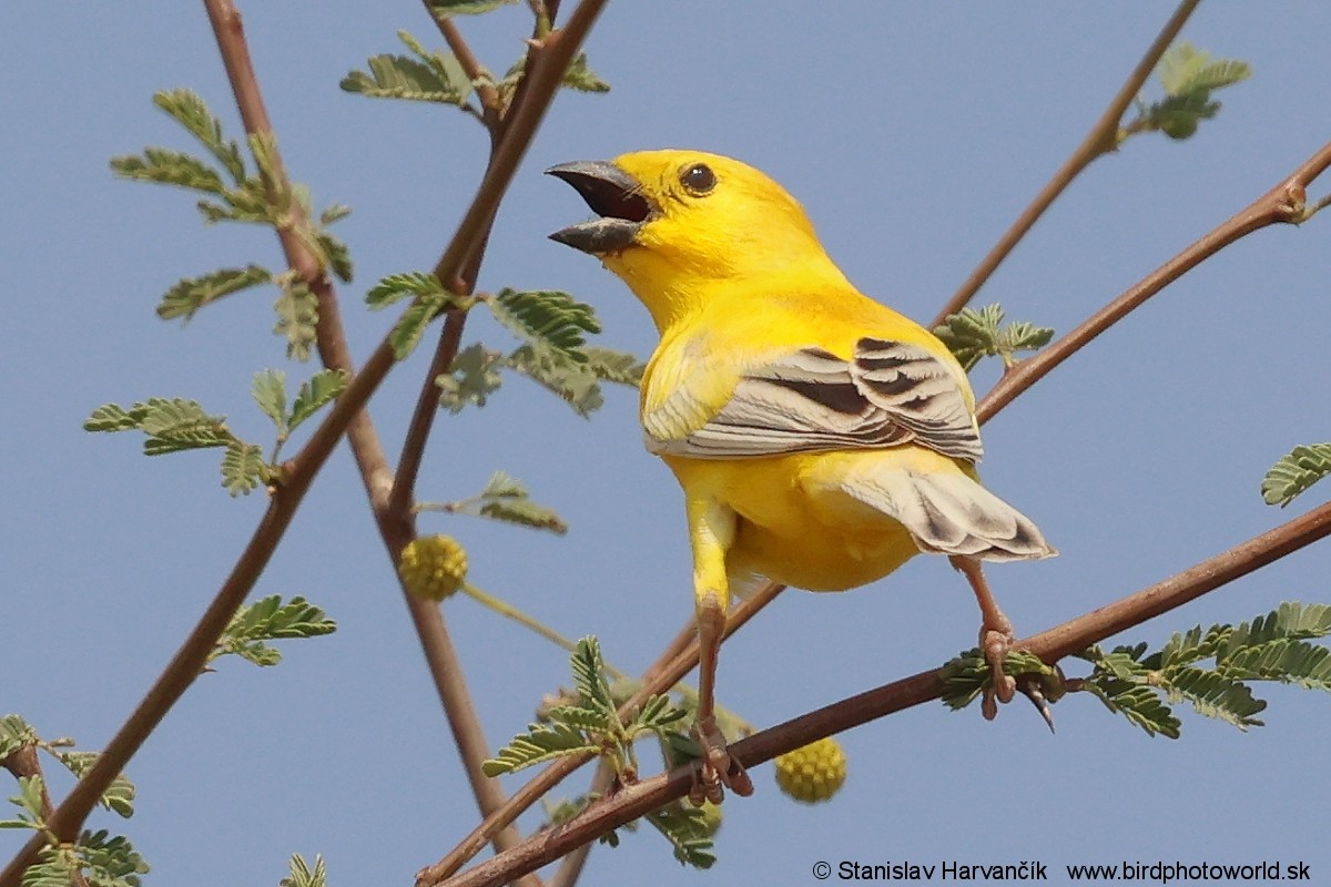 Arabian Golden Sparrow - ML632038606