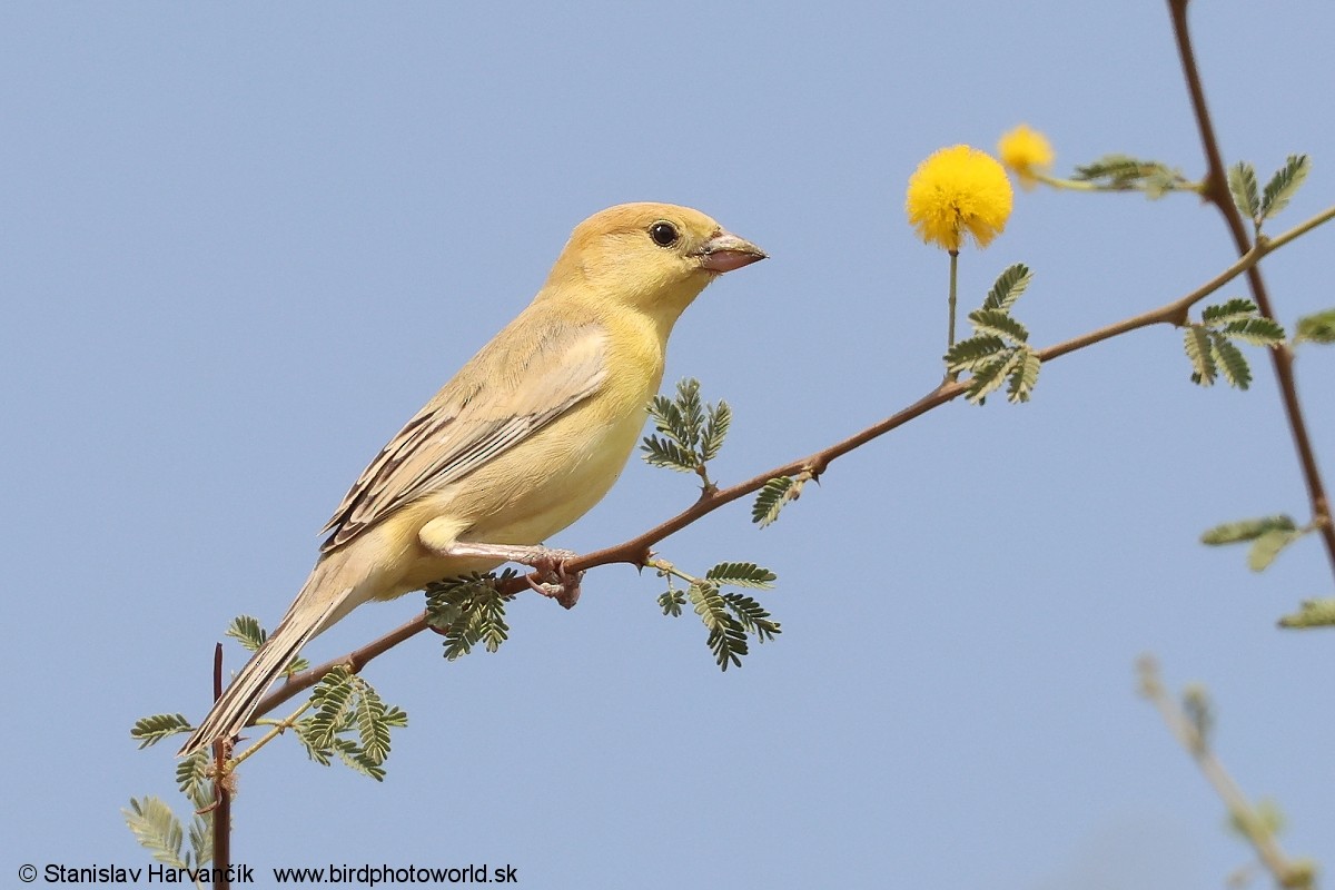 Arabian Golden Sparrow - ML632038608