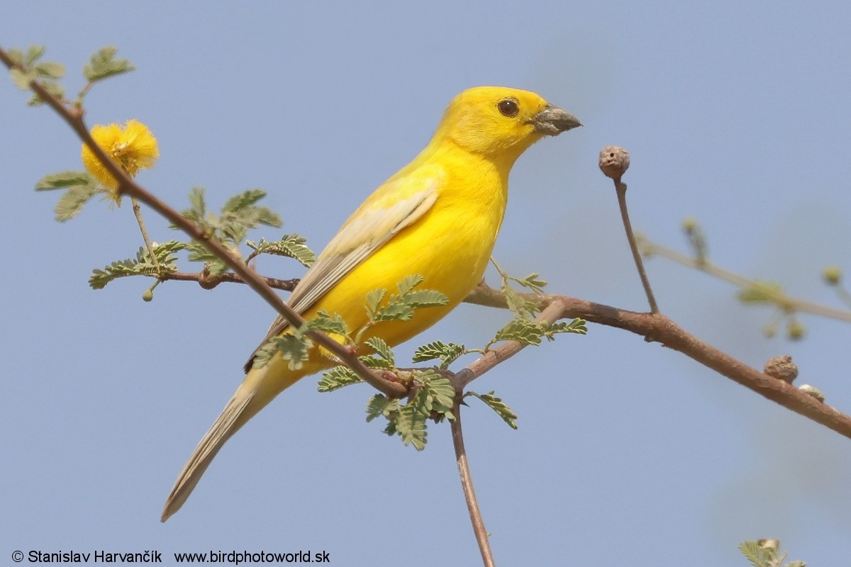 Arabian Golden Sparrow - ML632038609