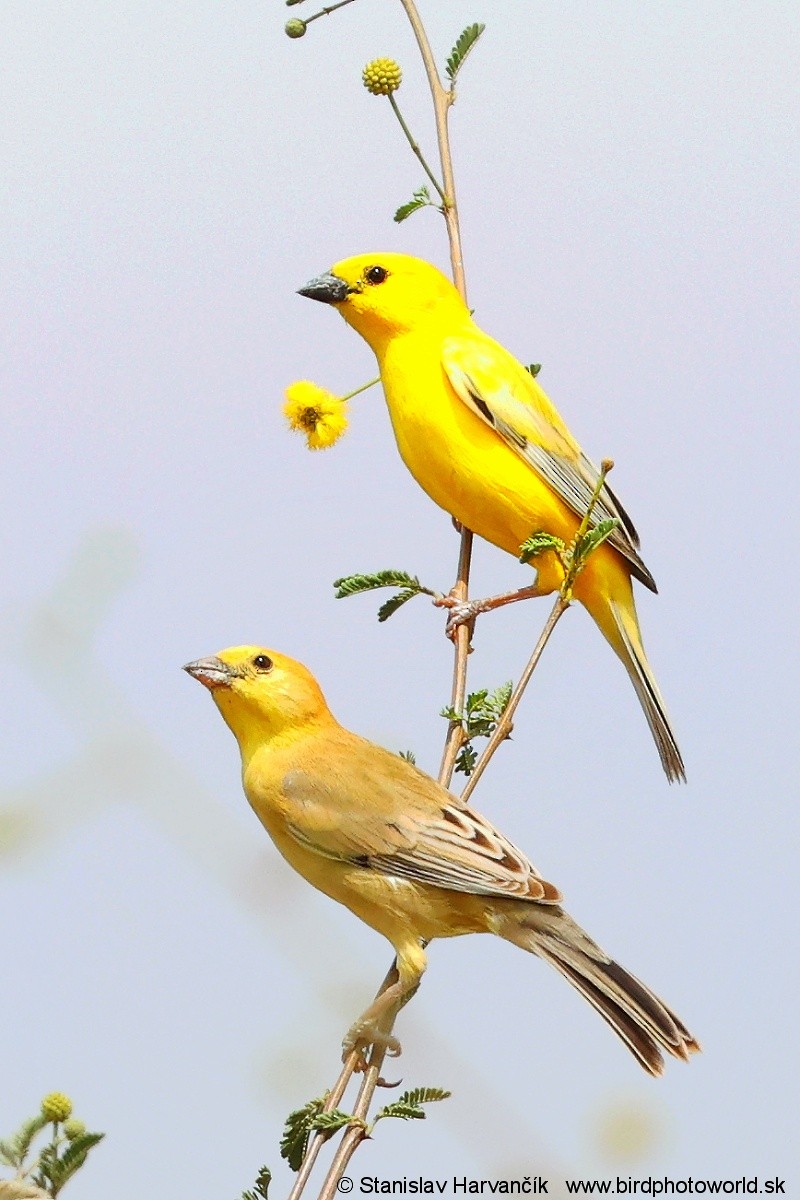 Arabian Golden Sparrow - ML632038610