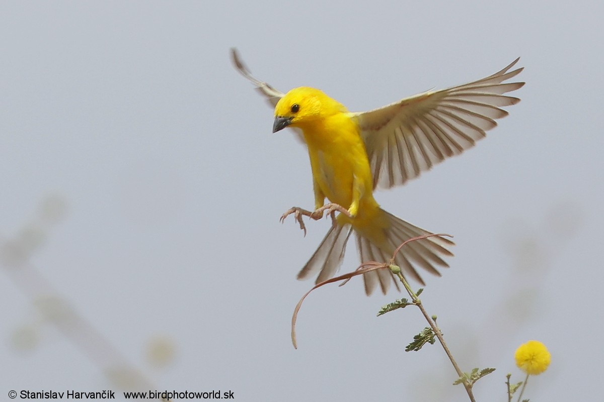 Arabian Golden Sparrow - ML632038611
