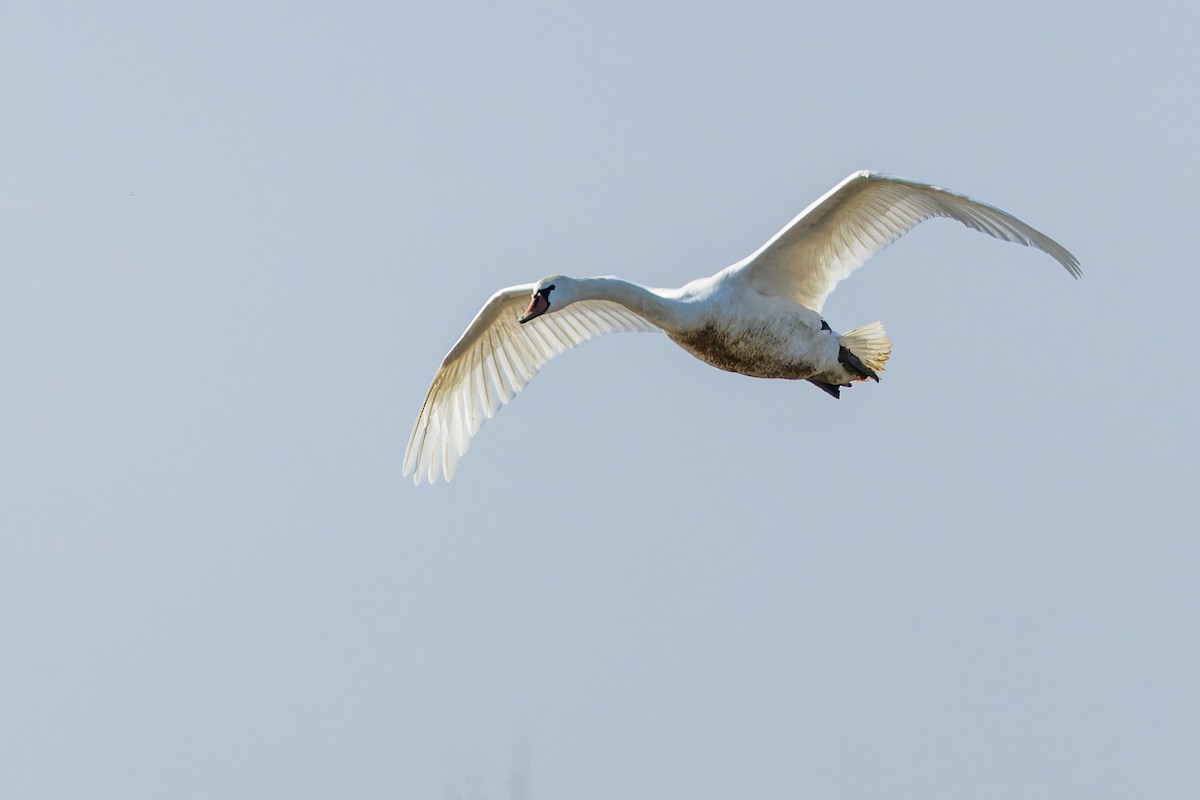 Mute Swan - ML632038637