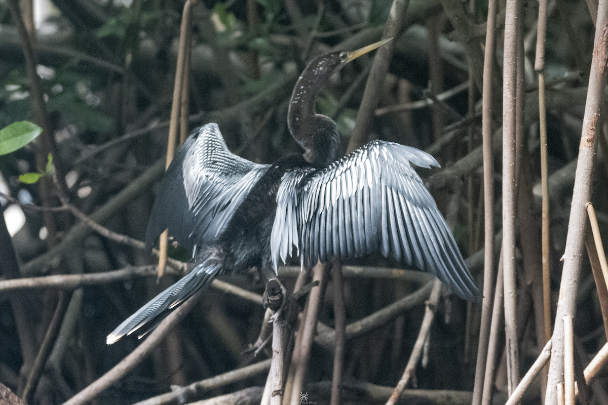 Anhinga - ML632038638
