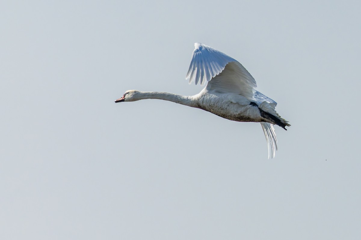 Mute Swan - ML632038645