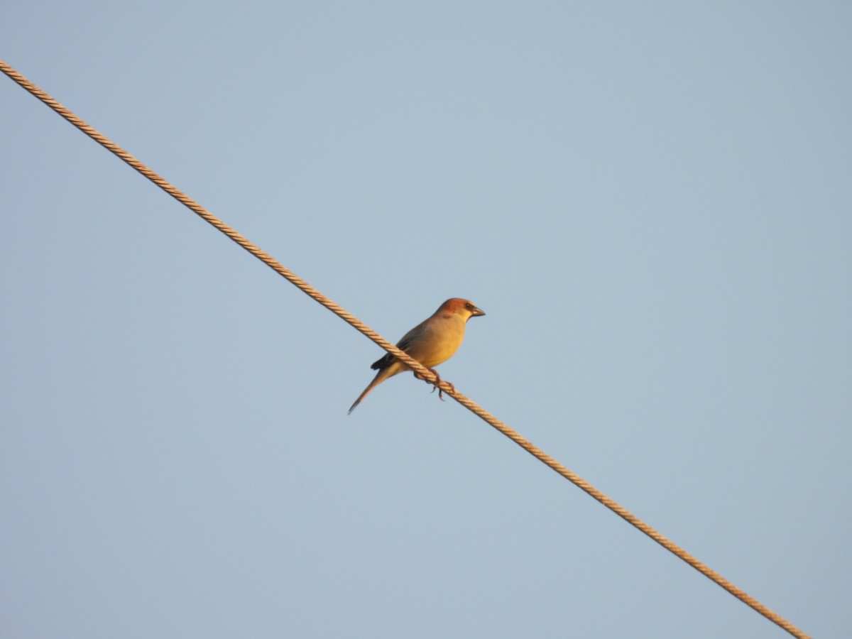 Plain-backed Sparrow - ML632038648