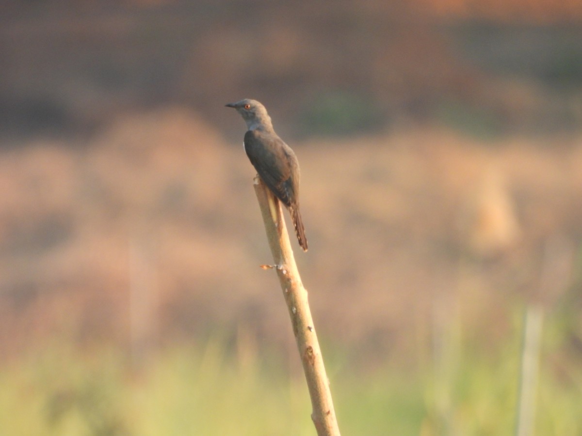 Plaintive Cuckoo - ML632038653