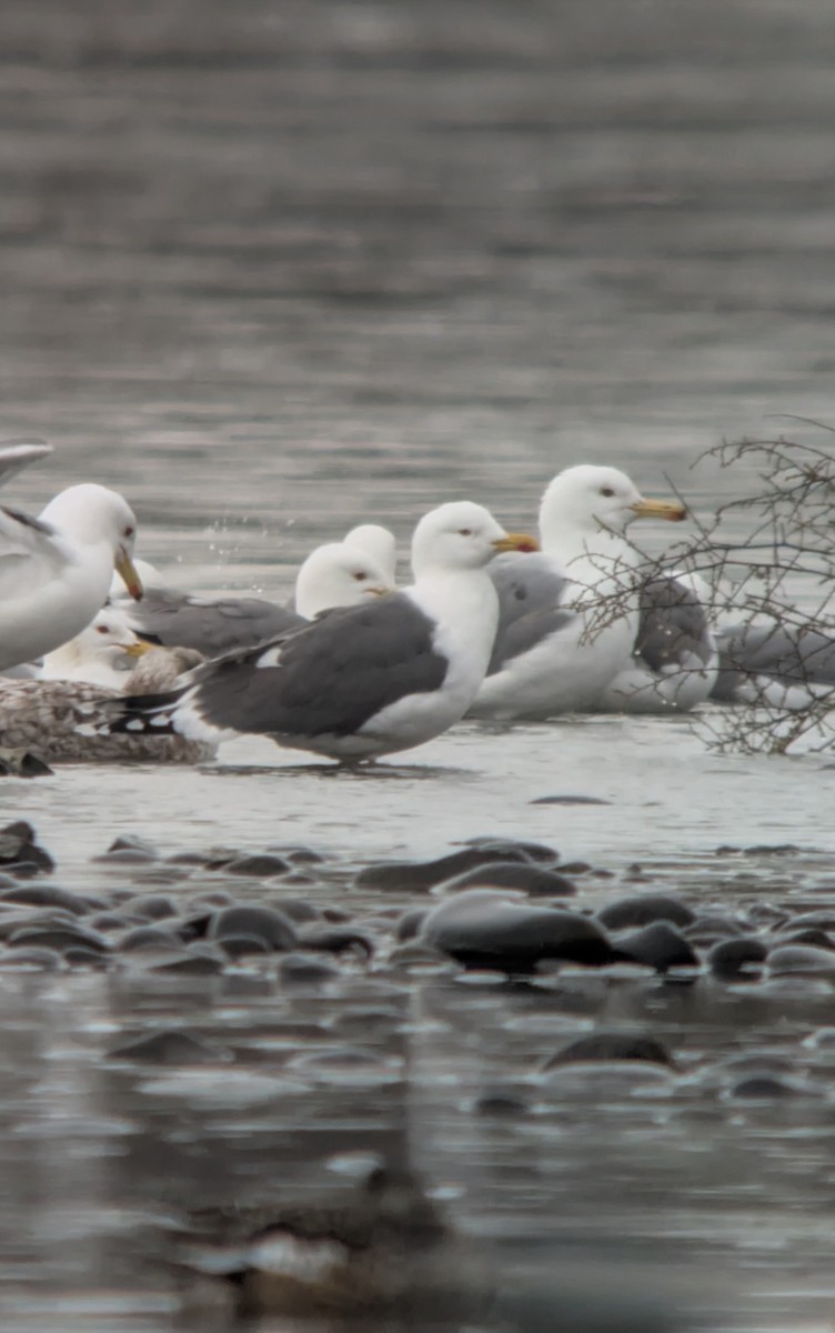 Lesser Black-backed Gull (graellsii) - ML632038727