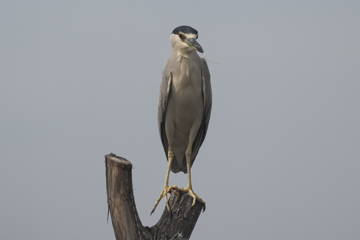 Black-crowned Night Heron - ML632038750