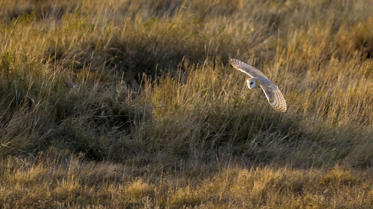 Western Barn Owl - ML632038764