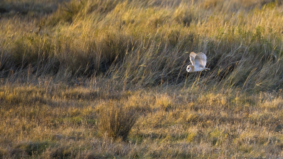Western Barn Owl - ML632038765