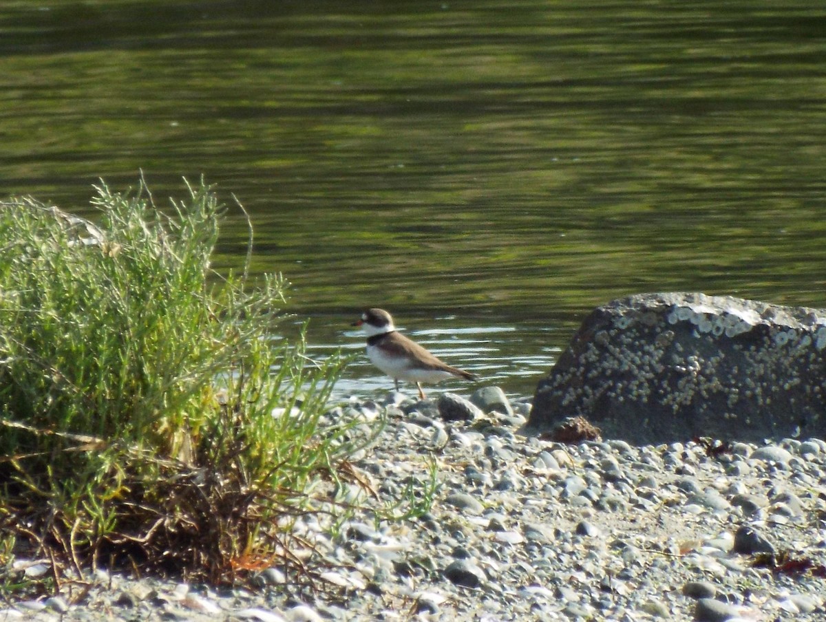 Semipalmated Plover - ML63203881