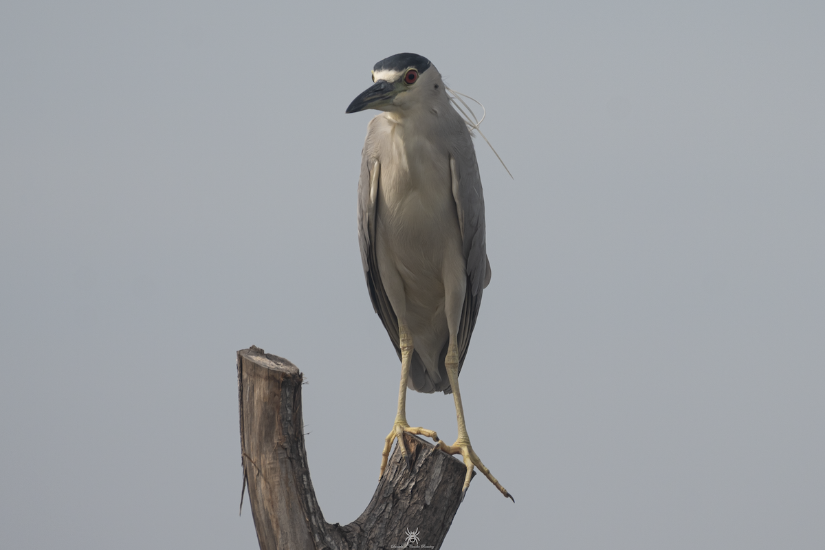 Black-crowned Night Heron - ML632038814