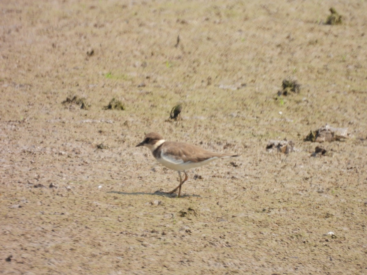 dverglo - ML632038816