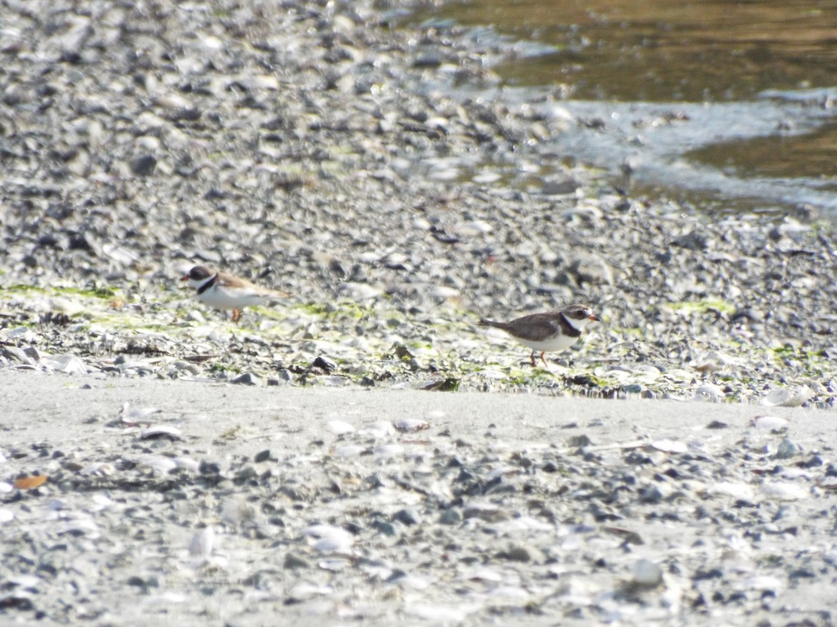 Semipalmated Plover - ML63203891