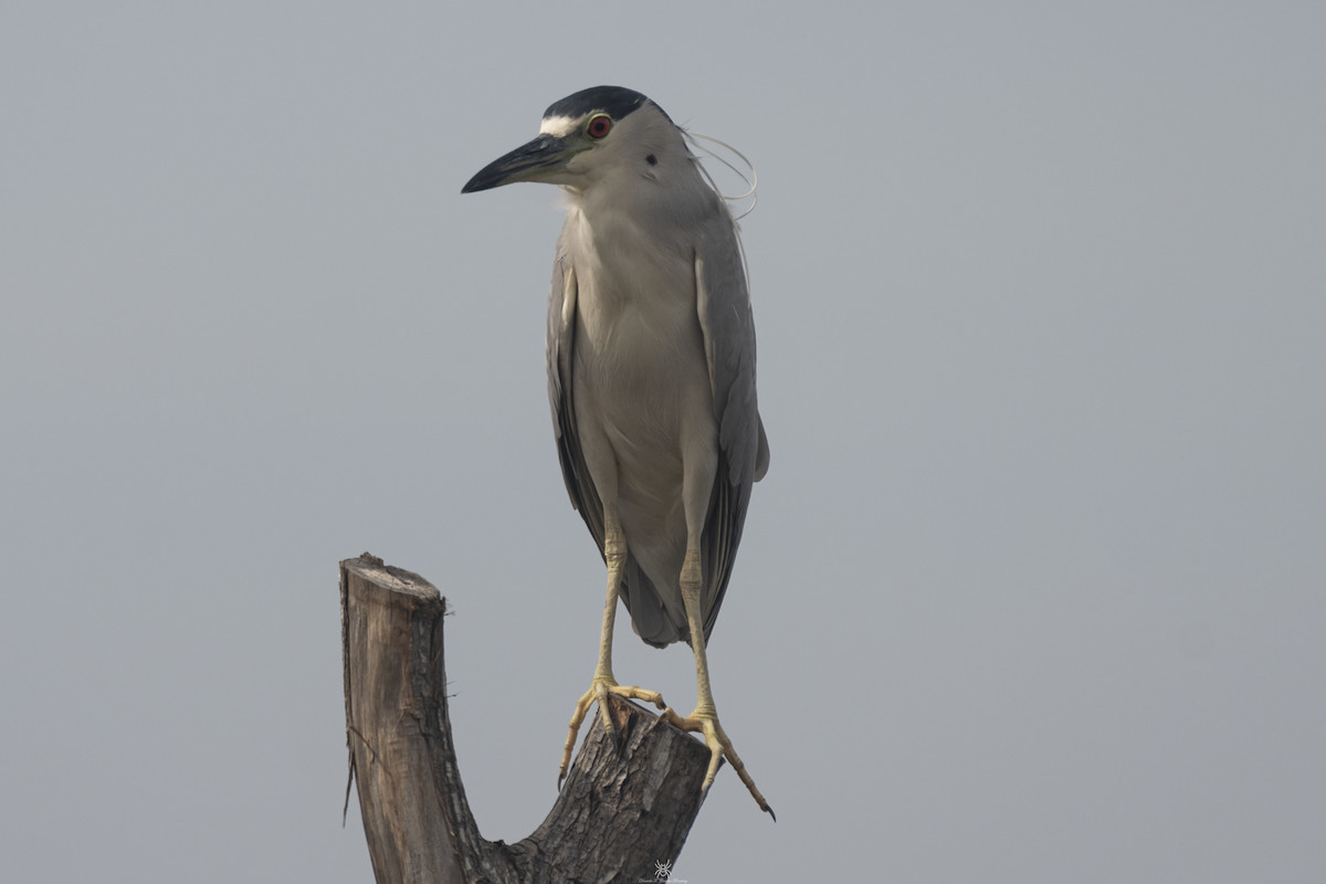 Black-crowned Night Heron - ML632038922