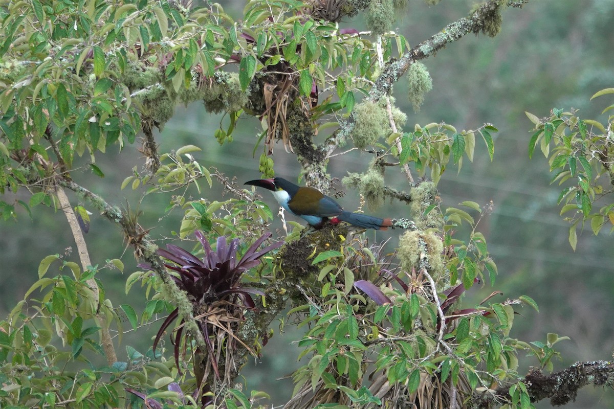 Black-billed Mountain-Toucan - ML632038933