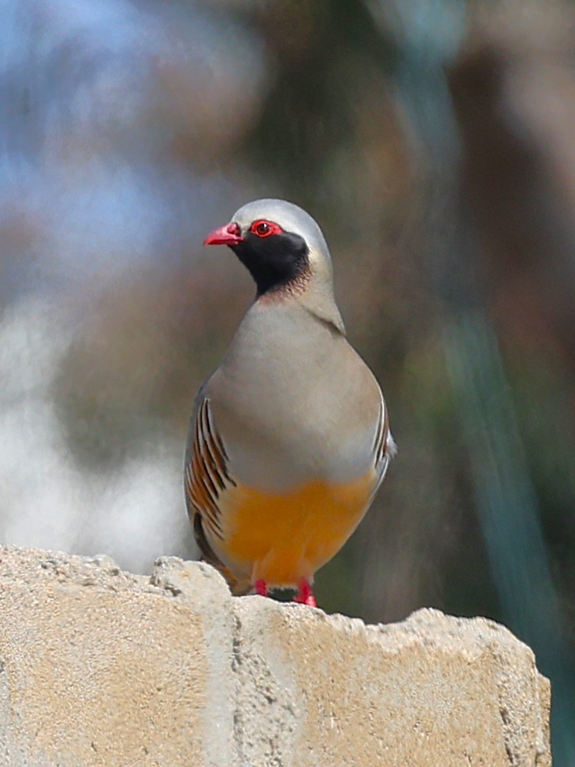 Philbysteinhuhn - ML632038985