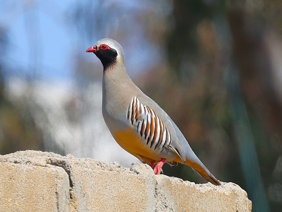 Philbysteinhuhn - ML632038988