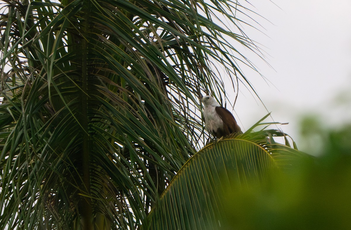 Brahminy Kite - ML632039300