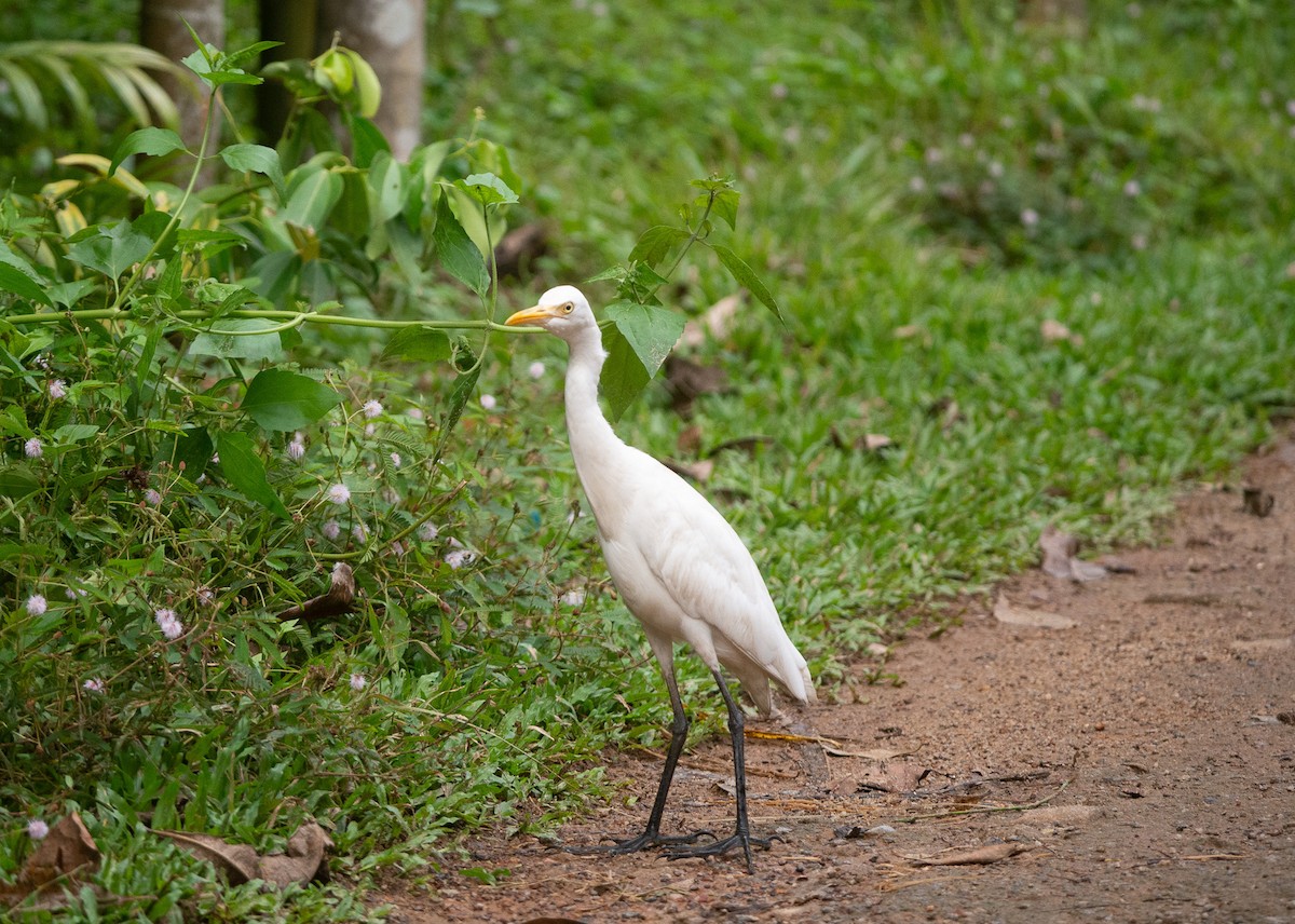 white egret sp. - ML632039301