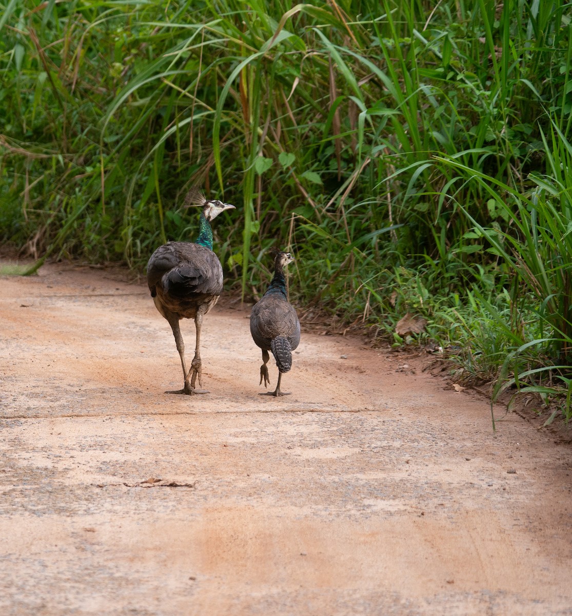 Indian Peafowl - ML632039302
