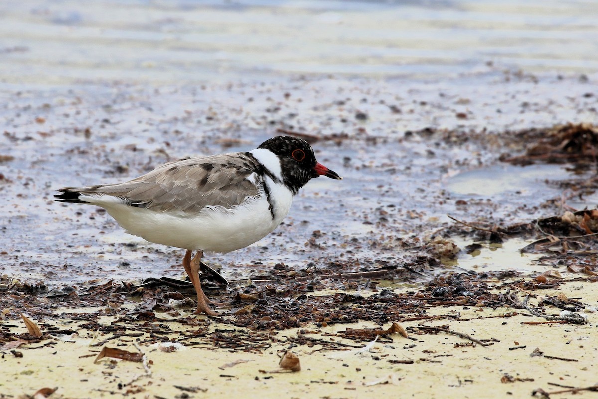 Hooded Plover - ML632039344
