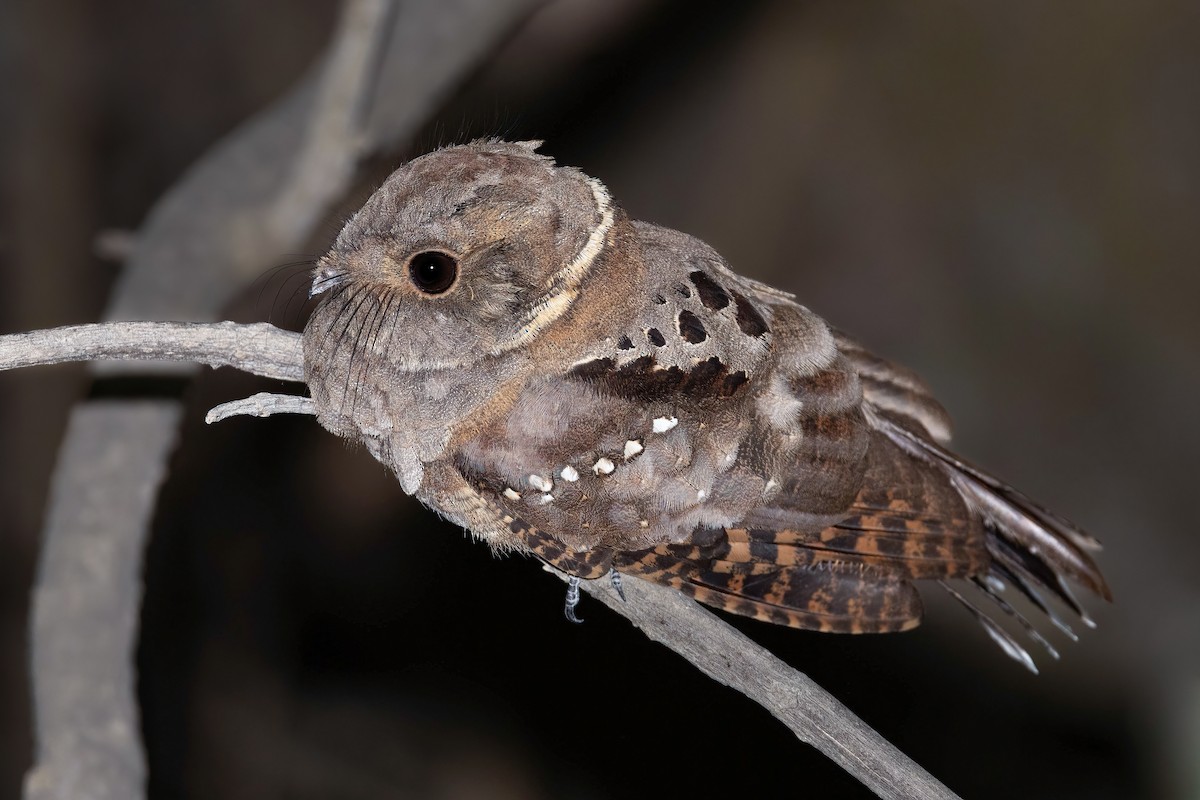 Eared Poorwill - ML632039383